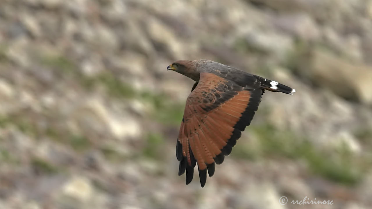 Savanna hawk