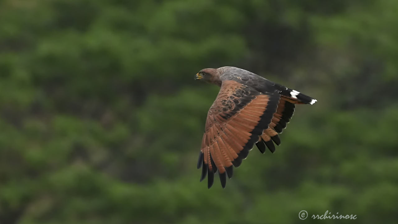 Savanna hawk