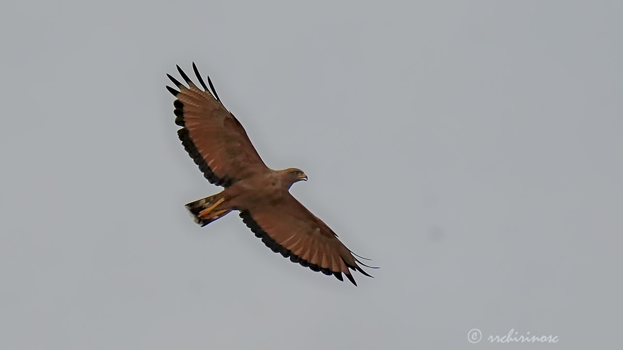 Savanna hawk