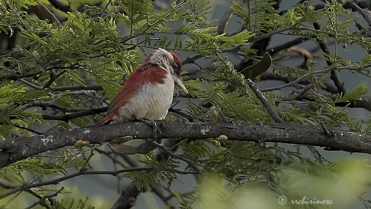Scarlet-backed woodpecker