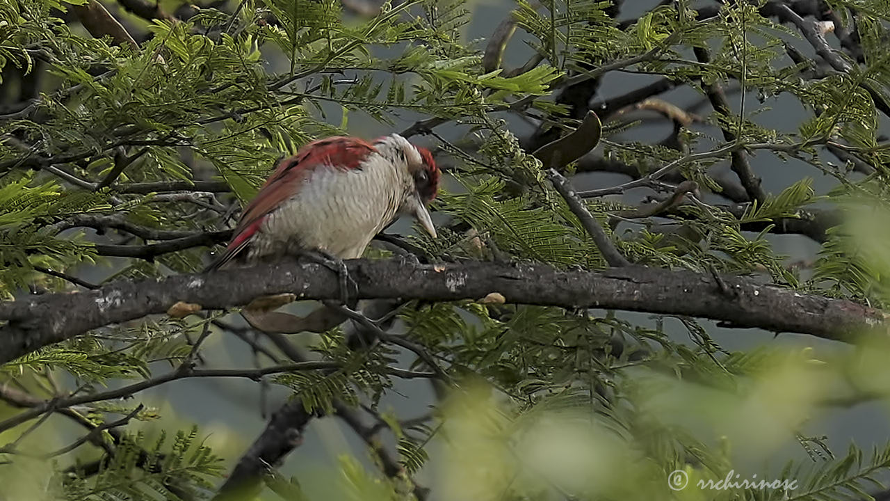 Scarlet-backed woodpecker