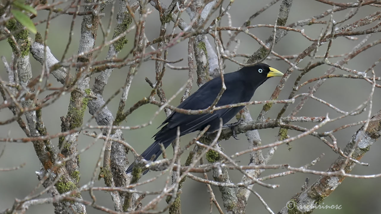 Scarlet-rumped cacique