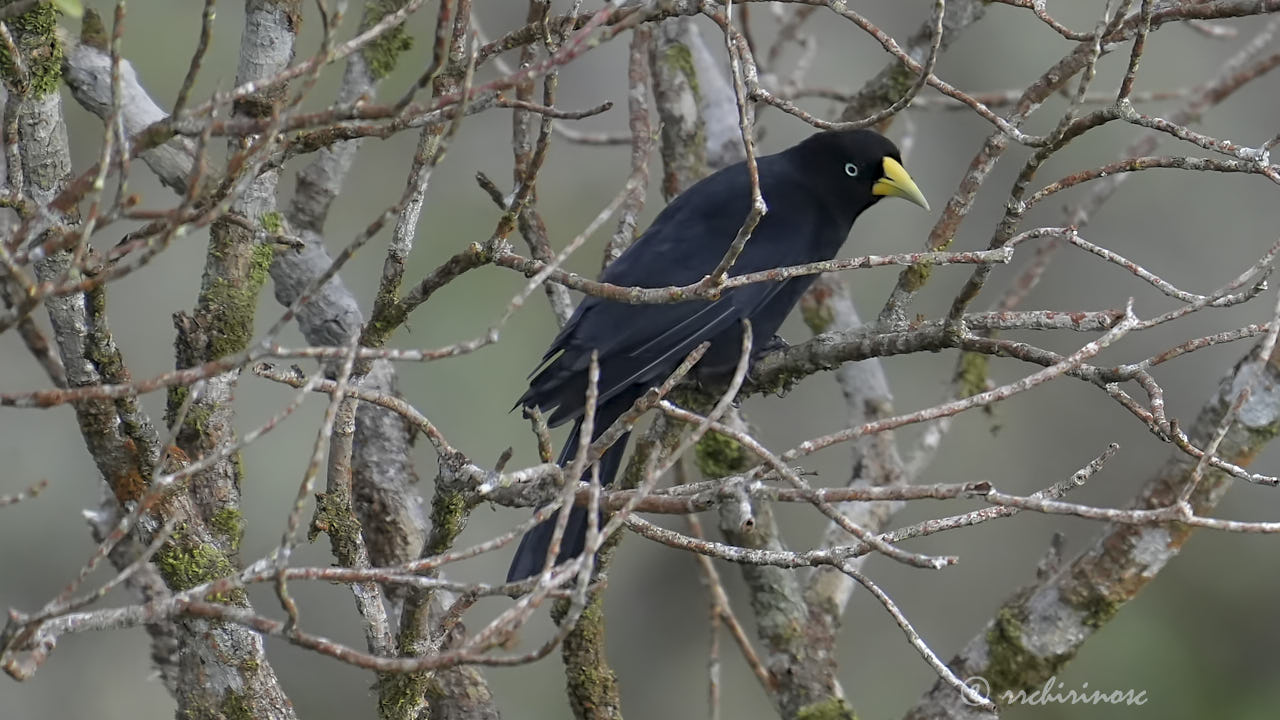 Scarlet-rumped cacique