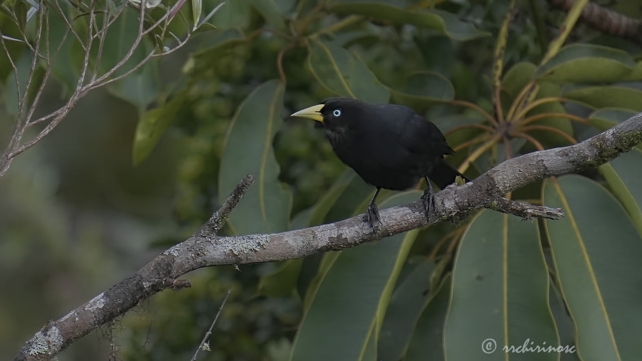 Scarlet-rumped cacique