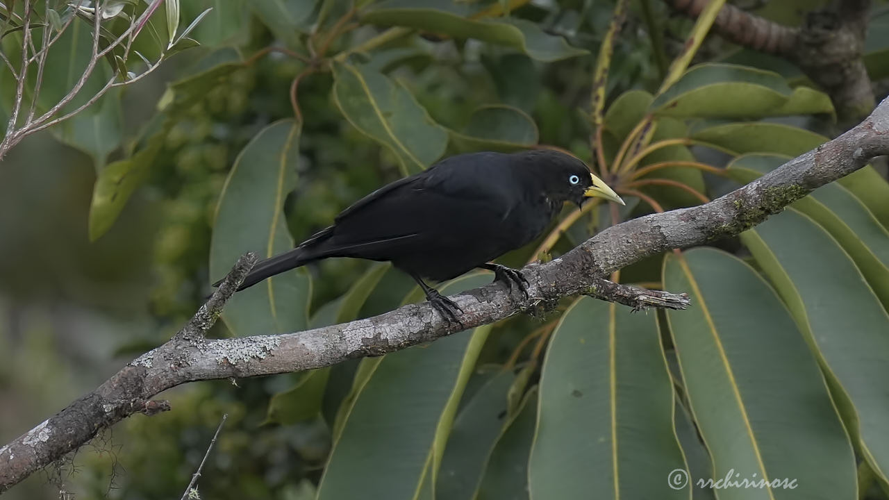 Scarlet-rumped cacique