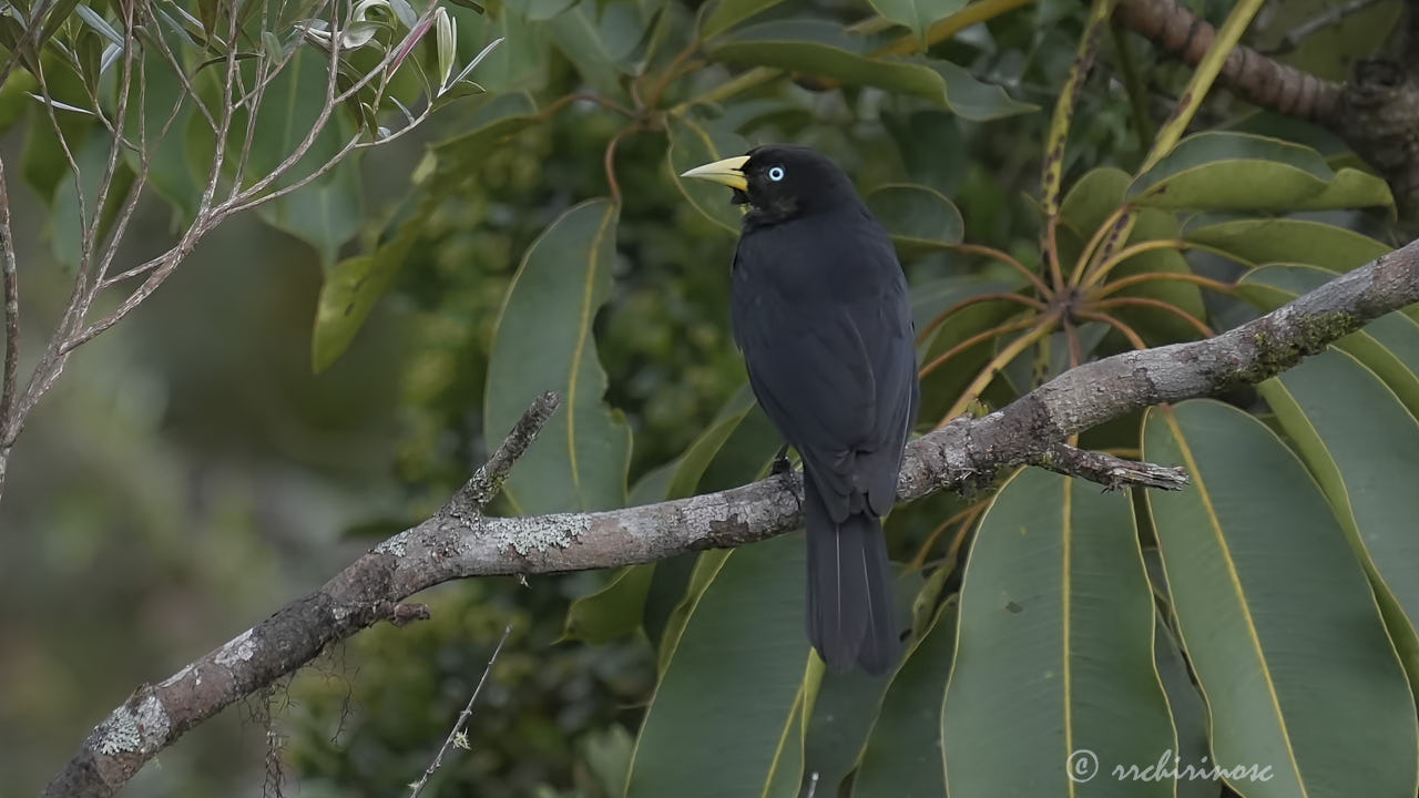 Scarlet-rumped cacique