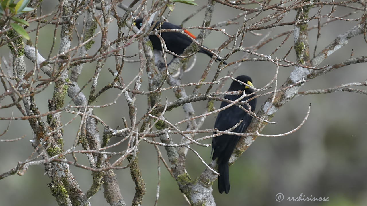 Scarlet-rumped cacique