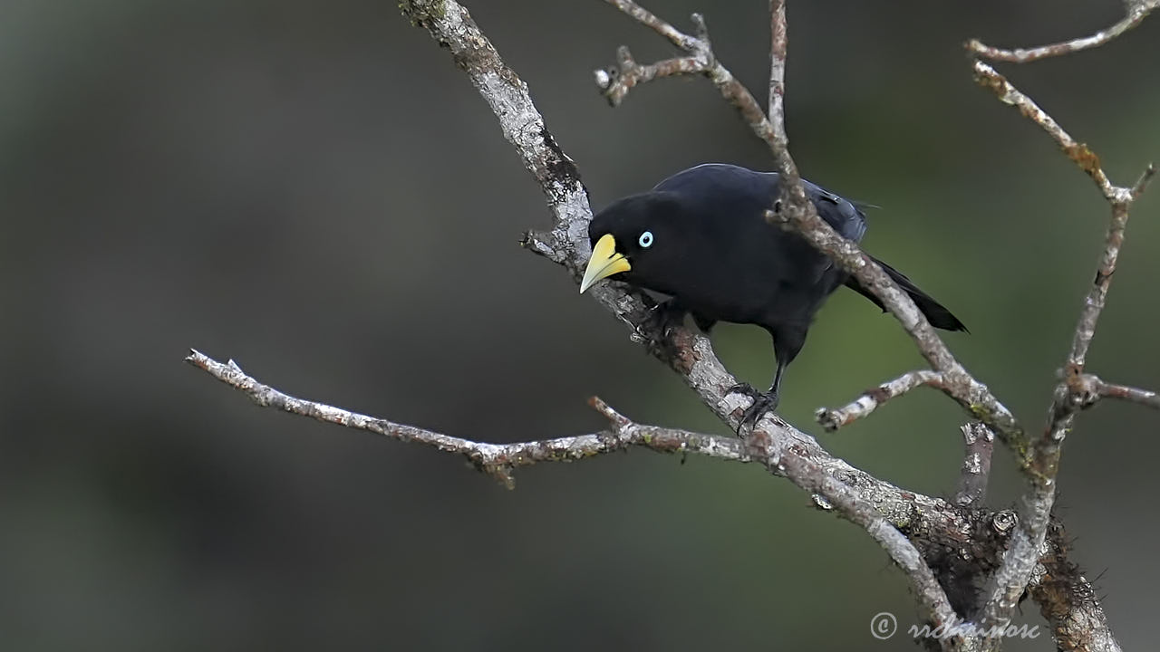 Scarlet-rumped cacique