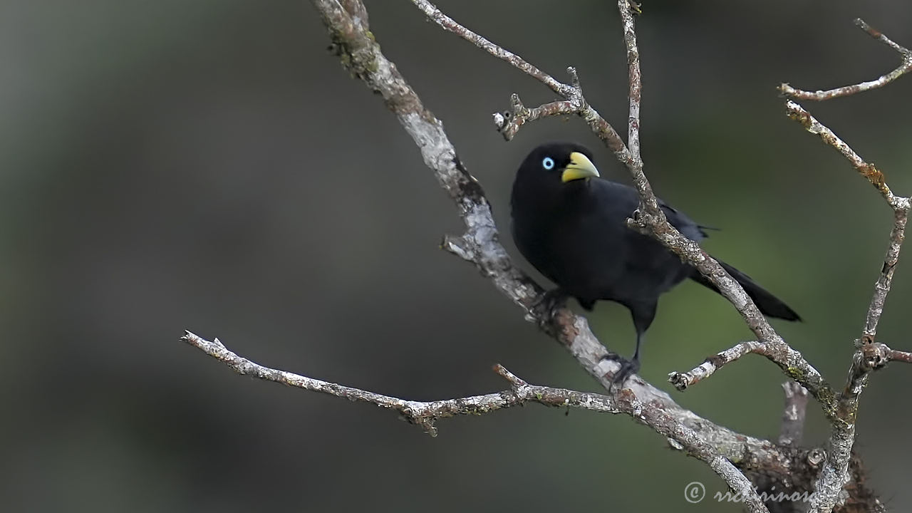 Scarlet-rumped cacique