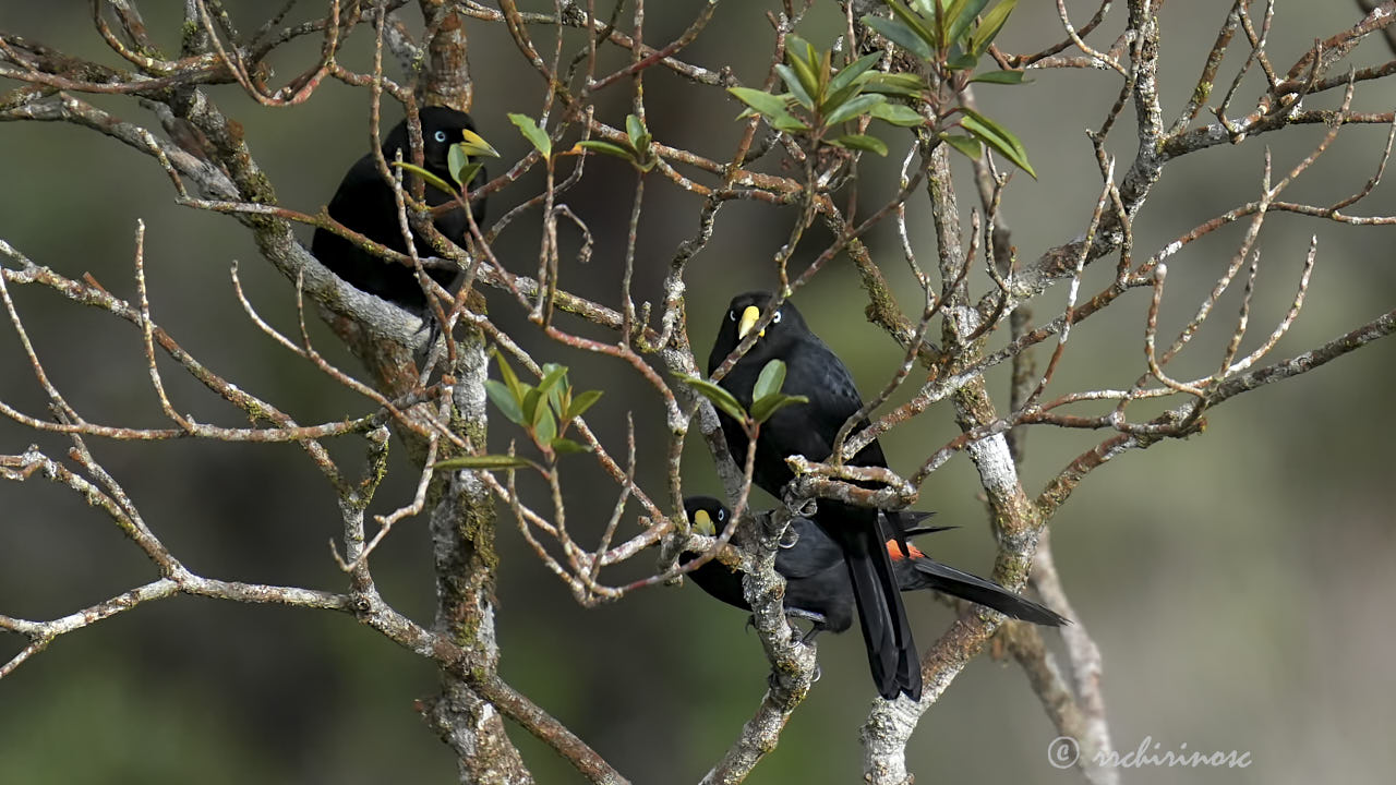 Scarlet-rumped cacique