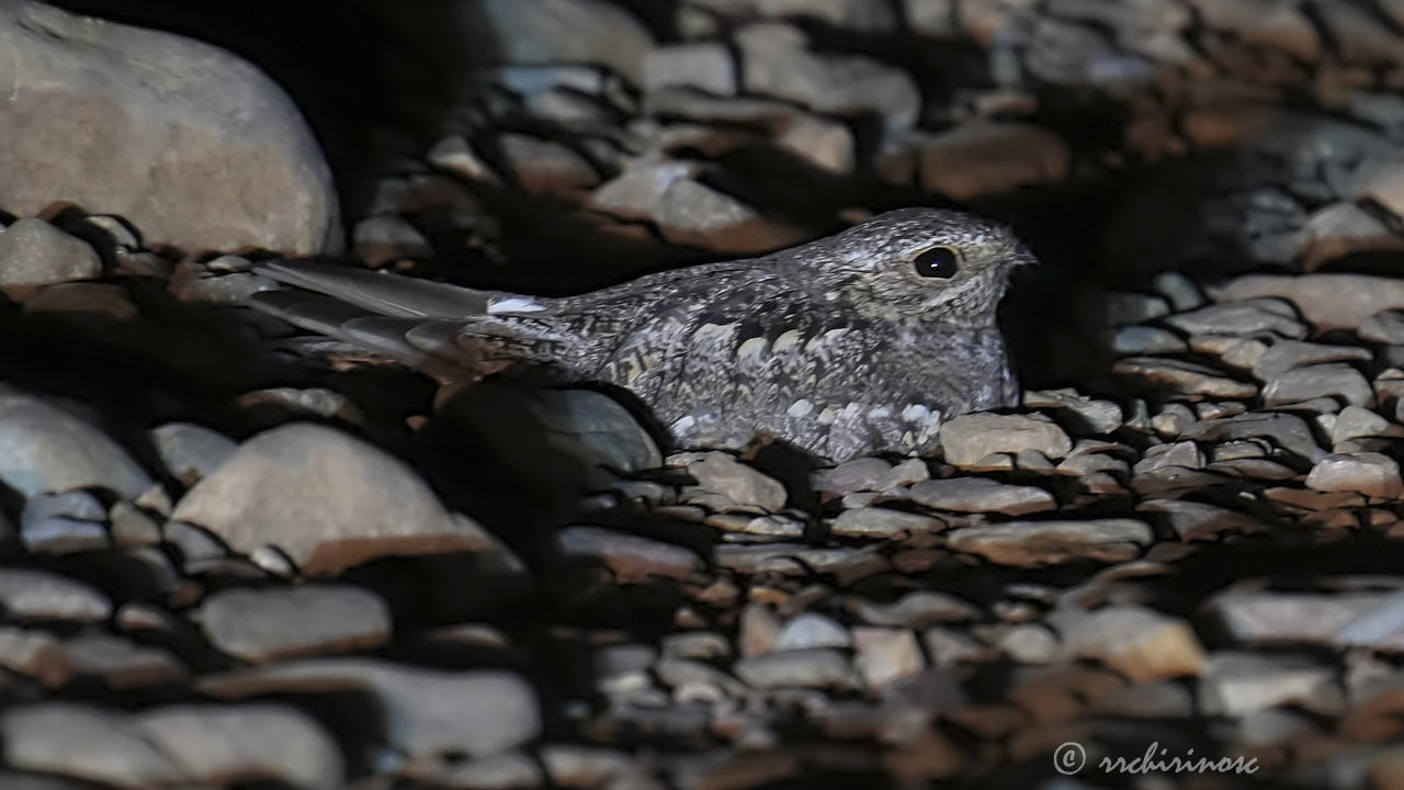 Scrub nightjar