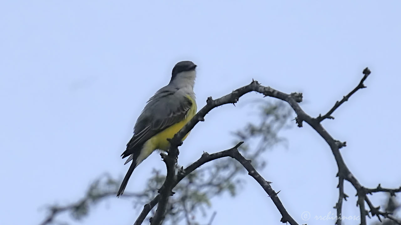 Snowy-throated kingbird