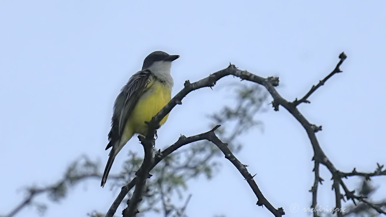 Snowy-throated kingbird