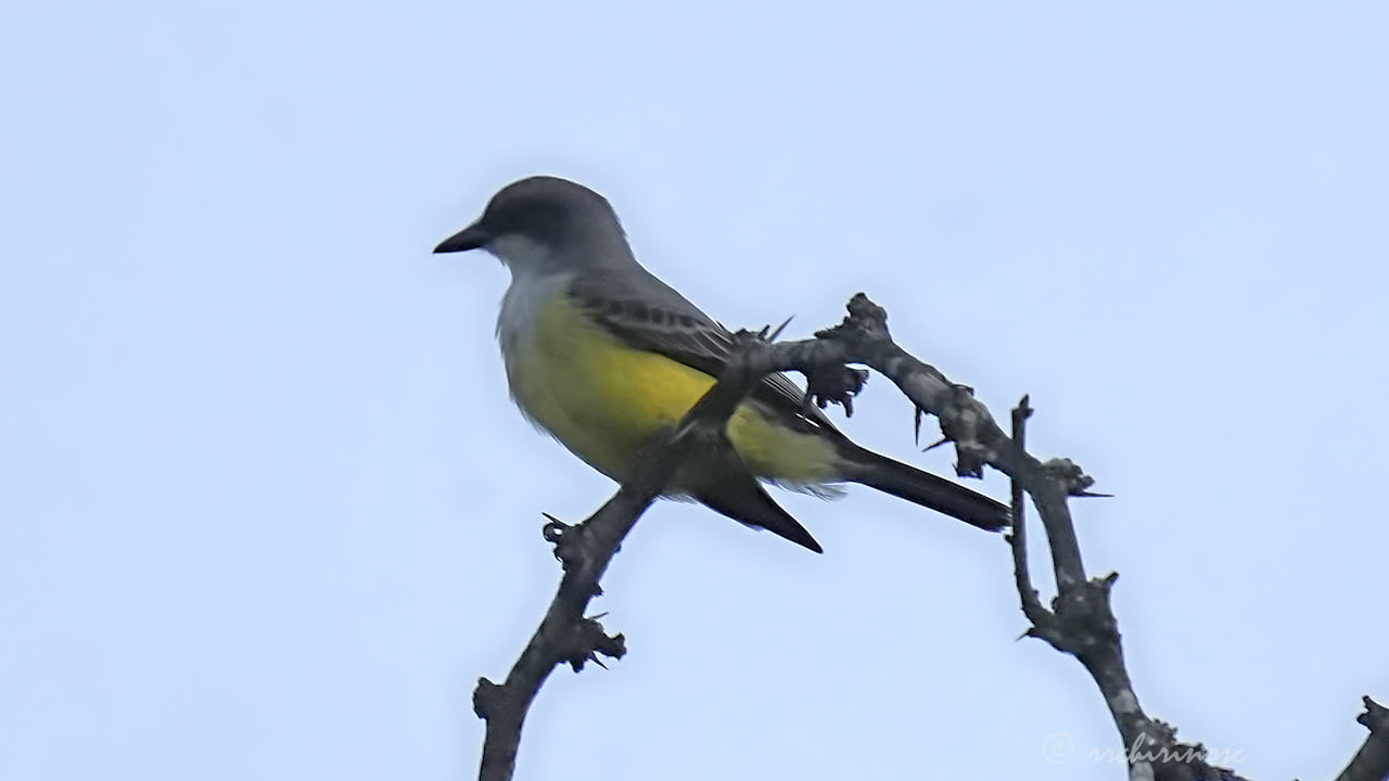 Snowy-throated kingbird