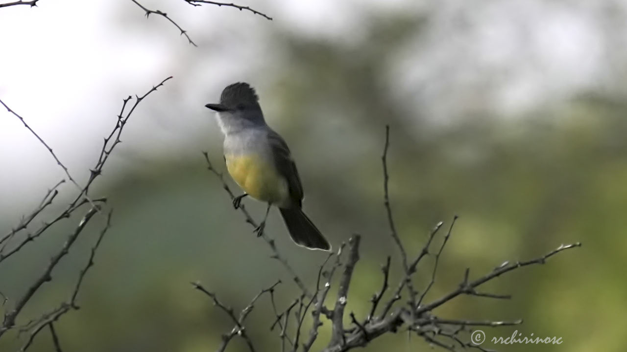 Snowy-throated kingbird