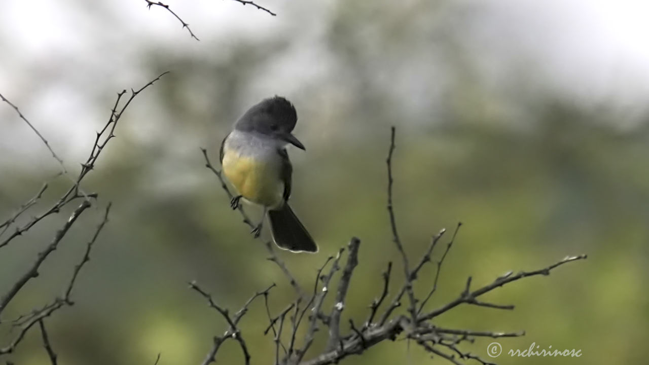 Snowy-throated kingbird