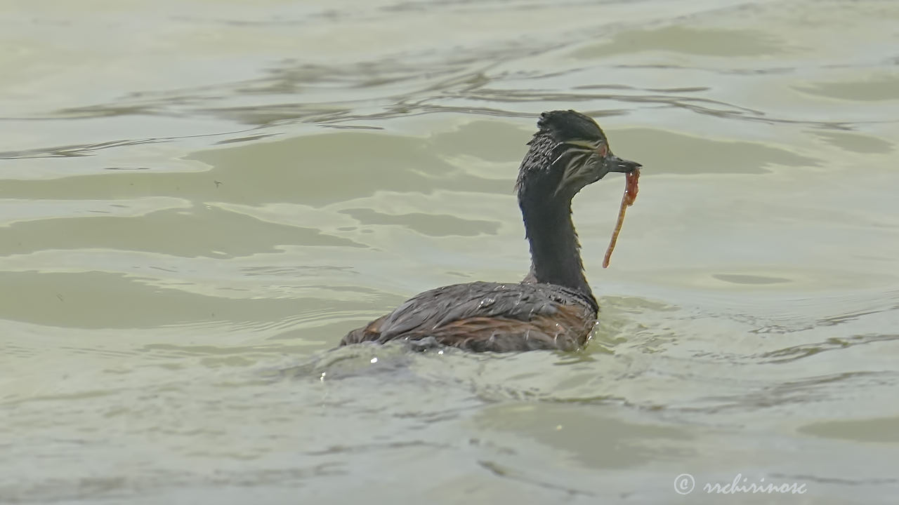 Black-necked grebe