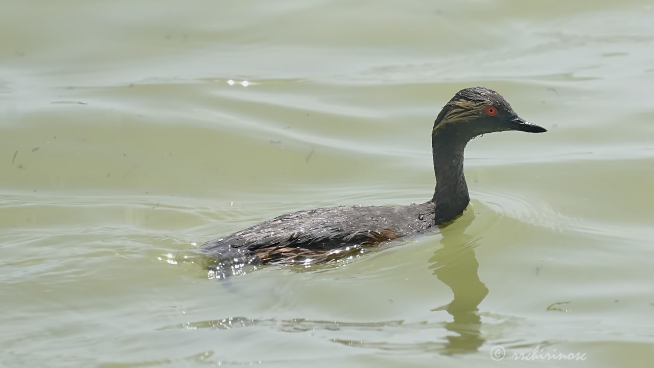 Black-necked grebe