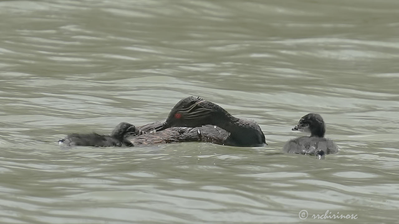 Black-necked grebe