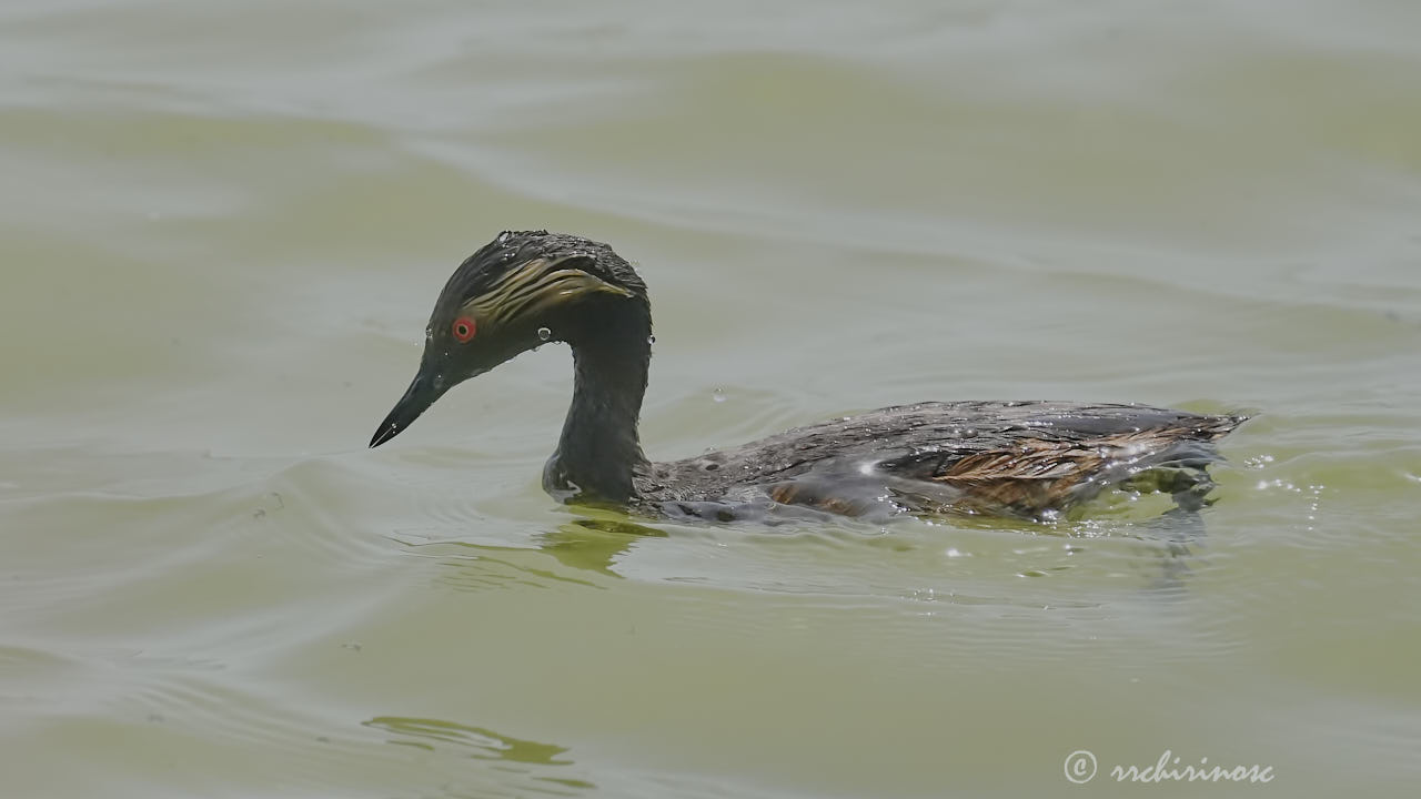 Black-necked grebe