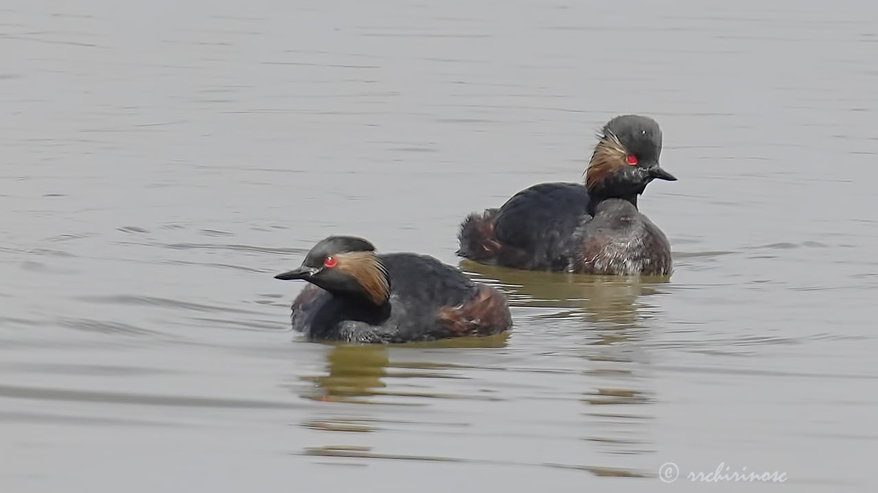 Black-necked grebe