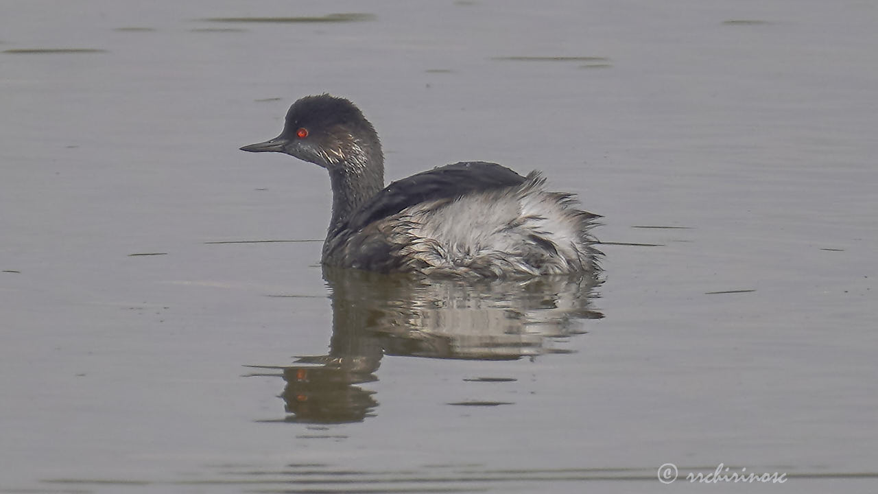 Black-necked grebe