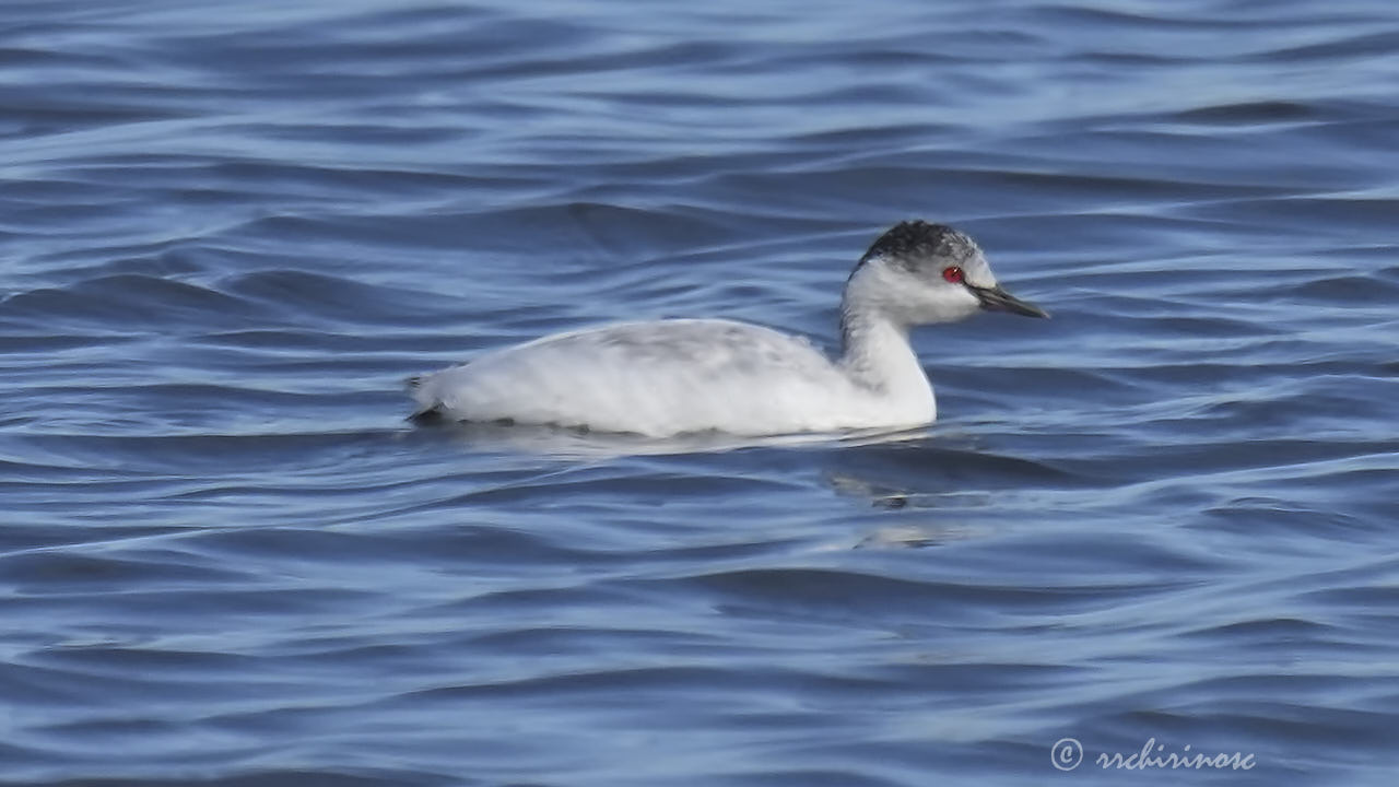 Black-necked grebe