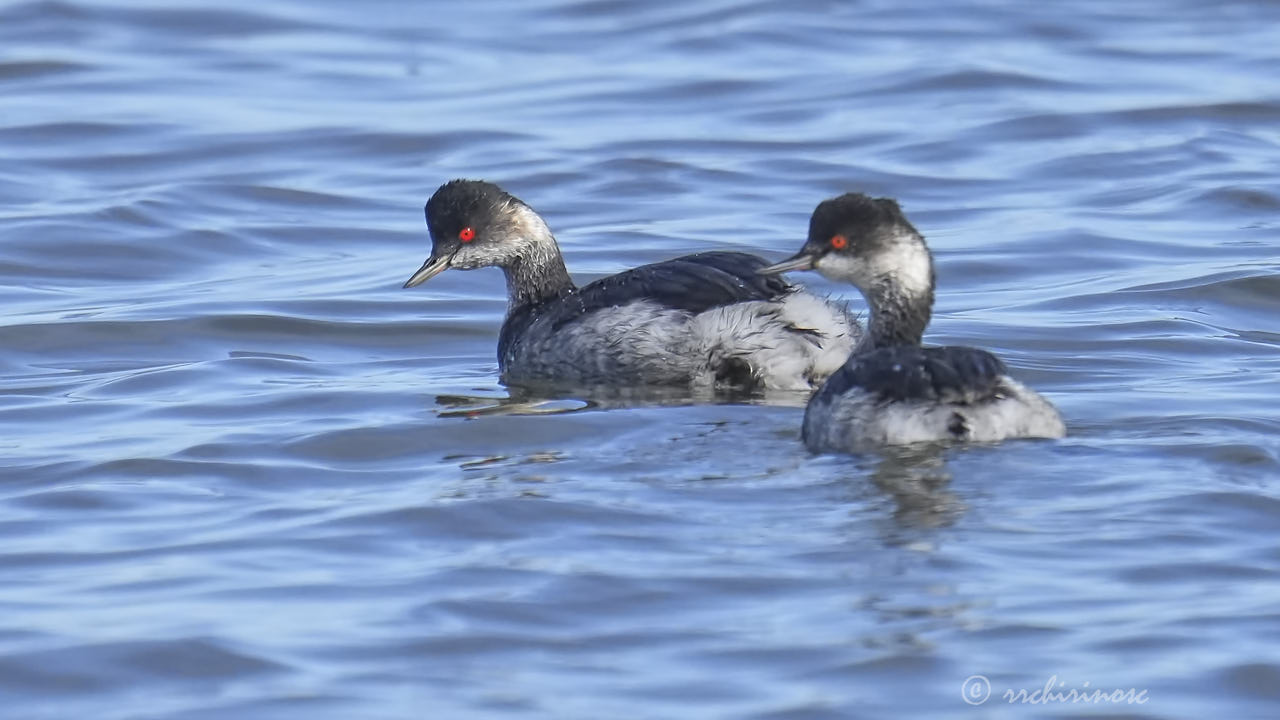 Black-necked grebe