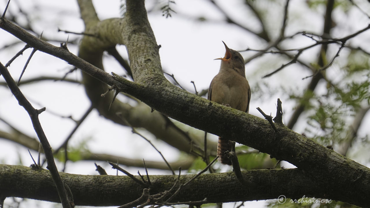 Southern house wren