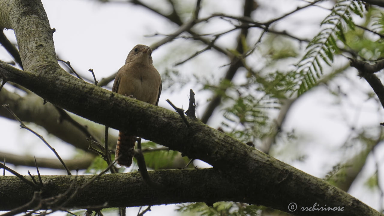 Southern house wren