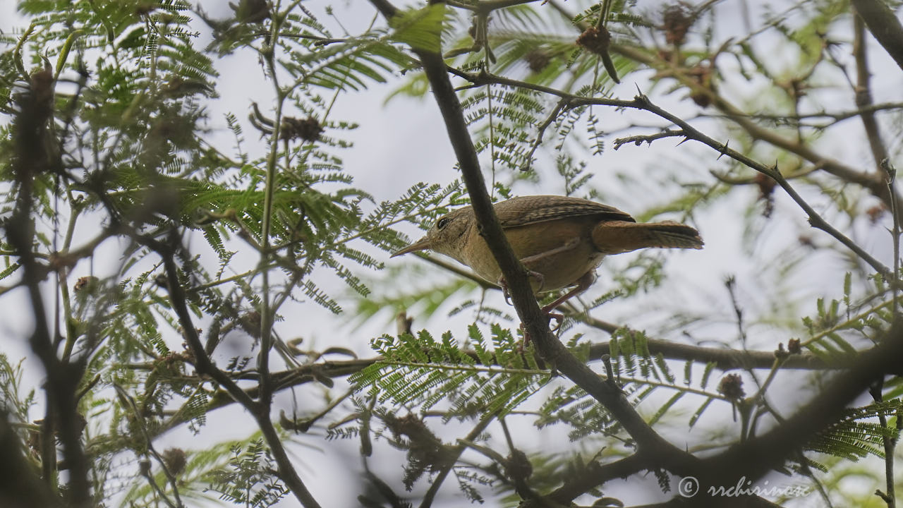 Southern house wren