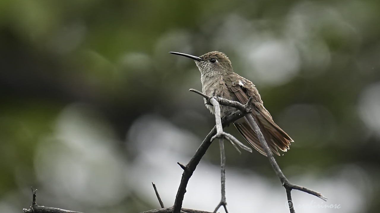 Spot-throated hummingbird