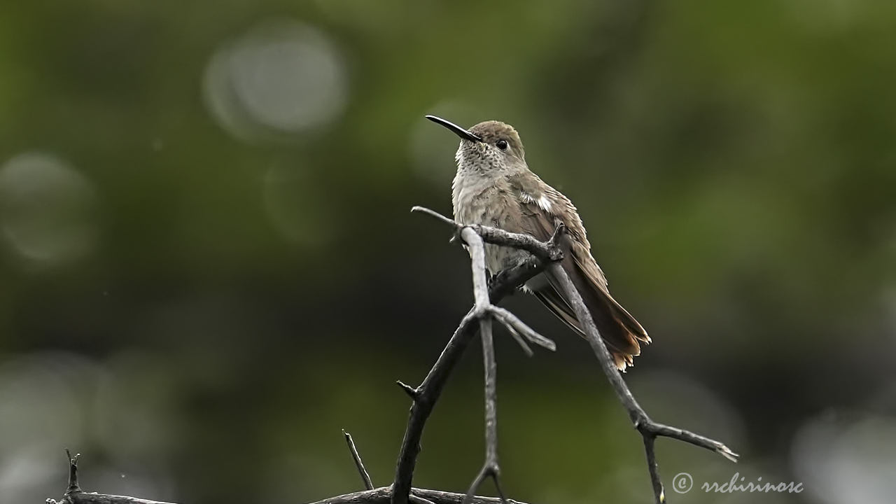 Spot-throated hummingbird