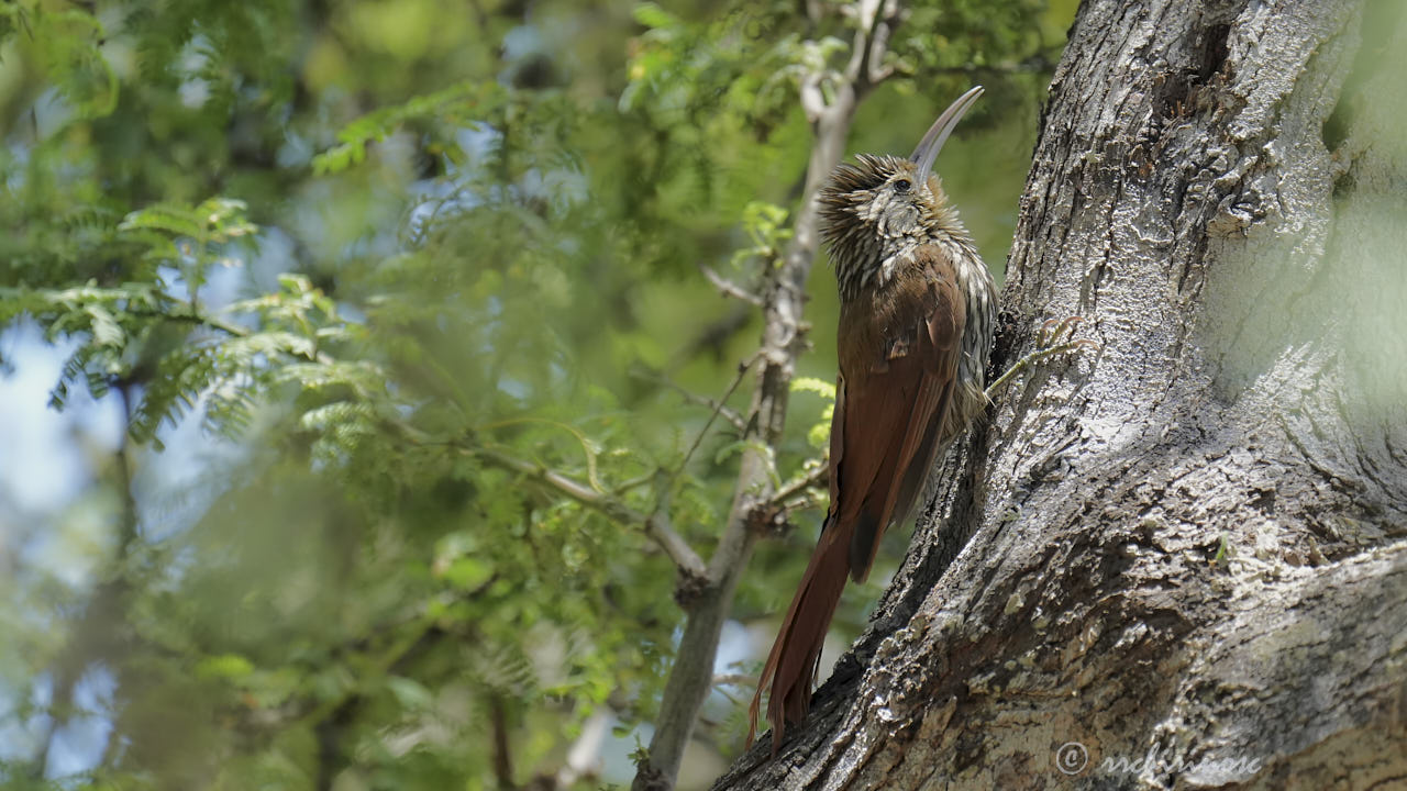 Streak-headed woodcreeper