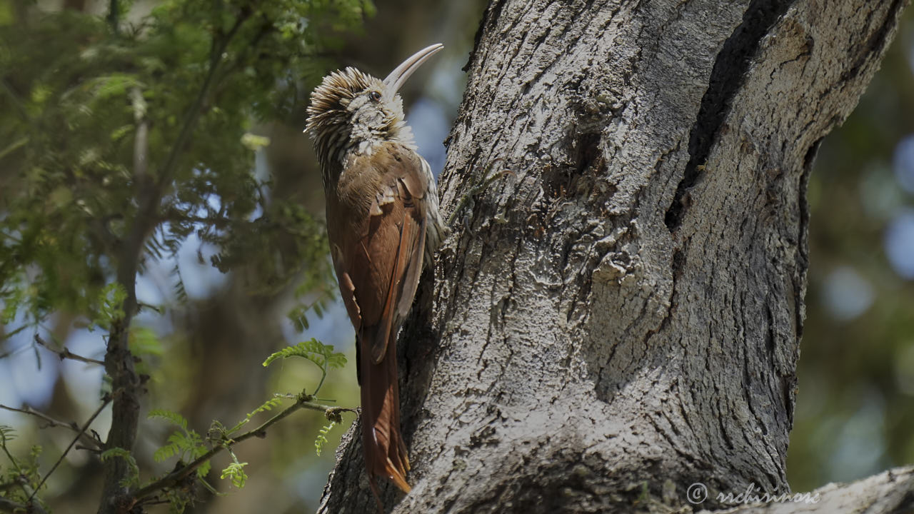 Streak-headed woodcreeper
