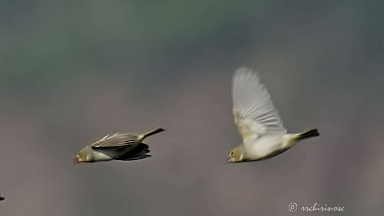 Sulphur-throated finch