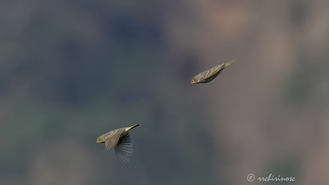 Sulphur-throated finch