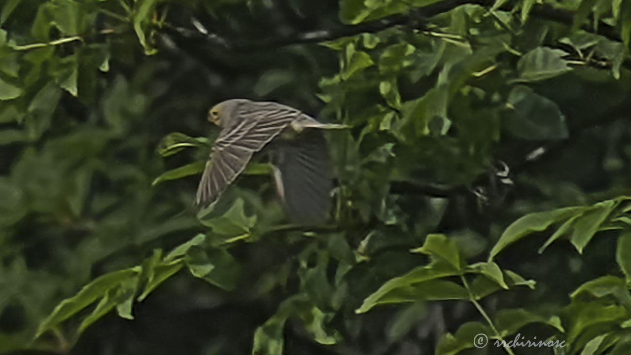 Sulphur-throated finch