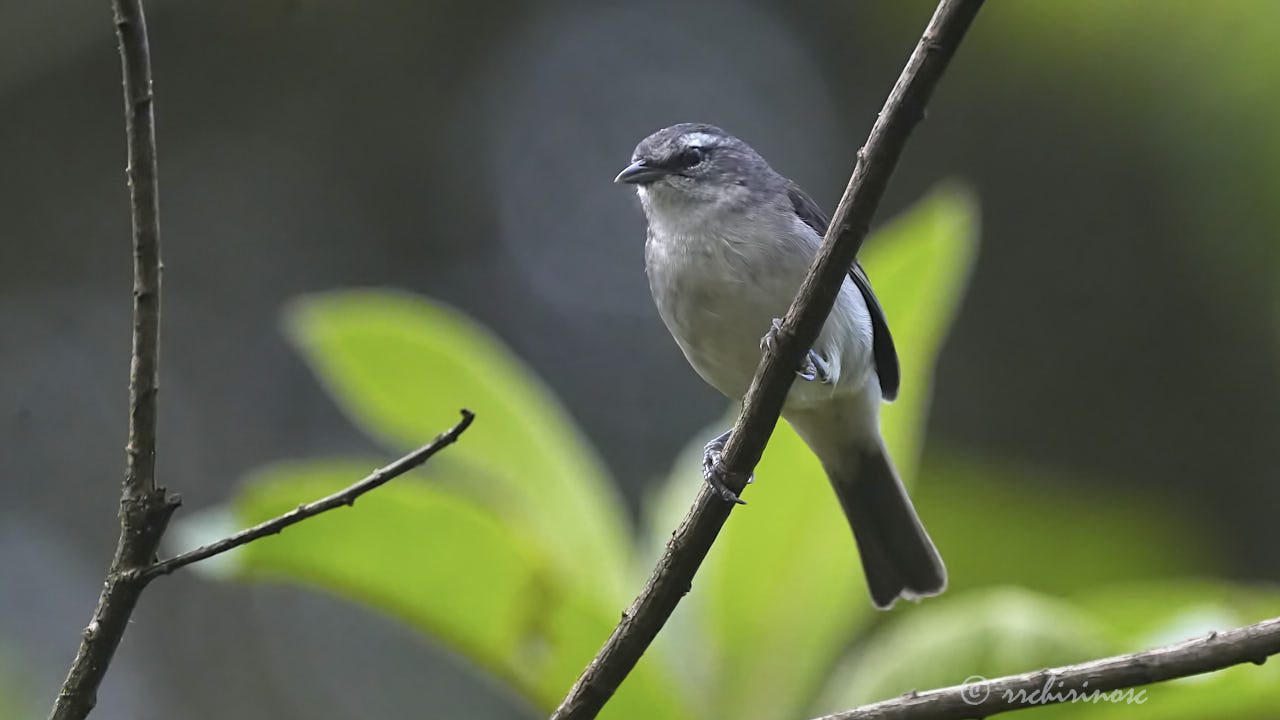 Superciliaried hemispingus