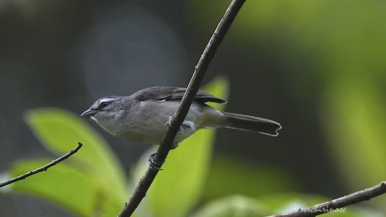 Superciliaried hemispingus