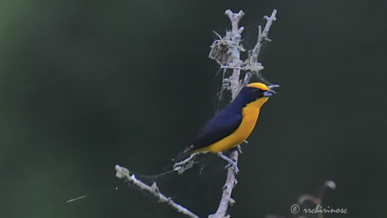 Thick-billed euphonia