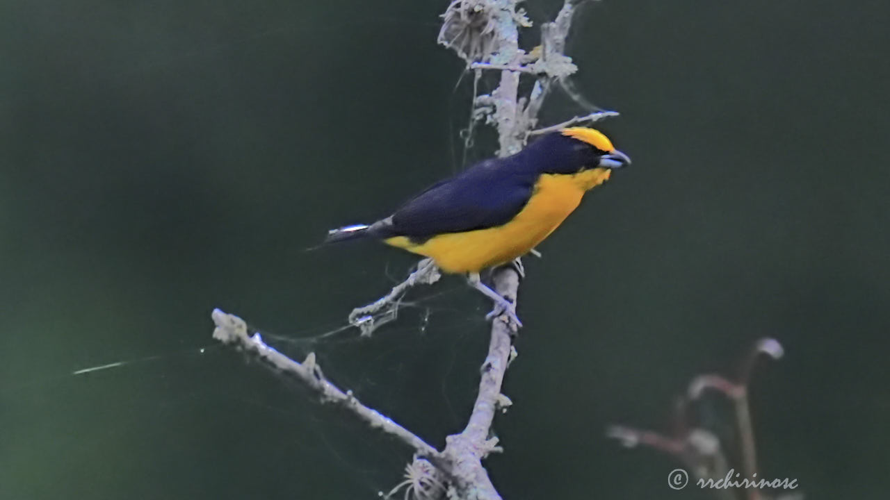 Thick-billed euphonia