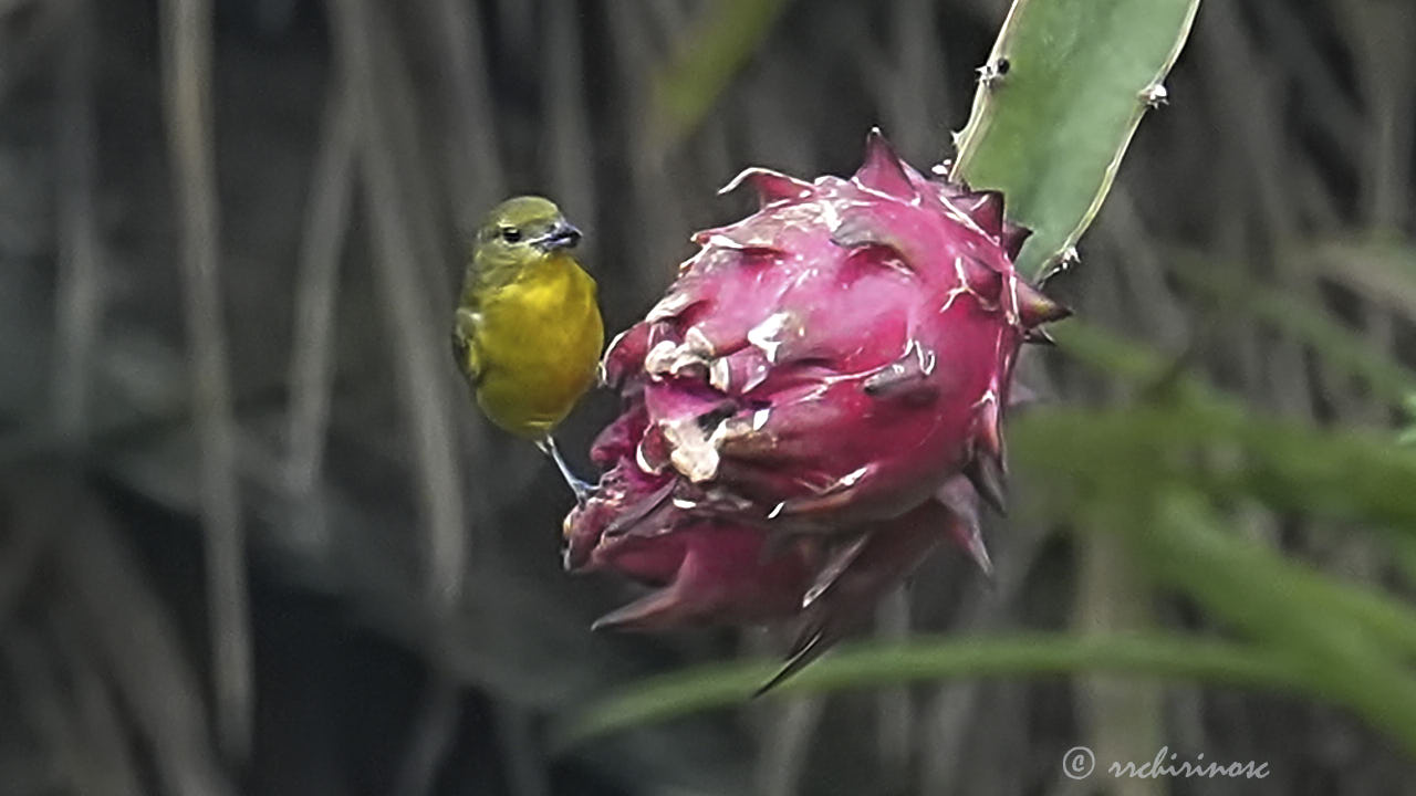 Thick-billed euphonia