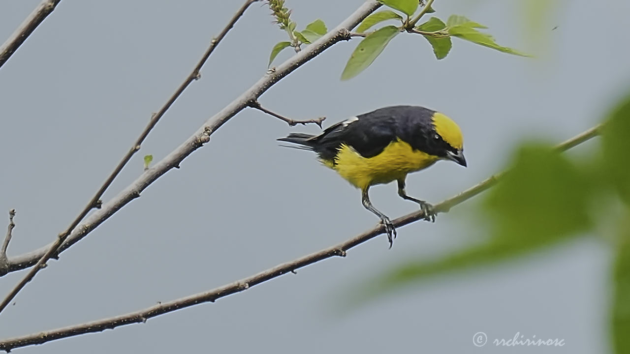 Thick-billed euphonia