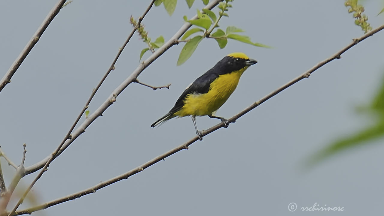 Thick-billed euphonia