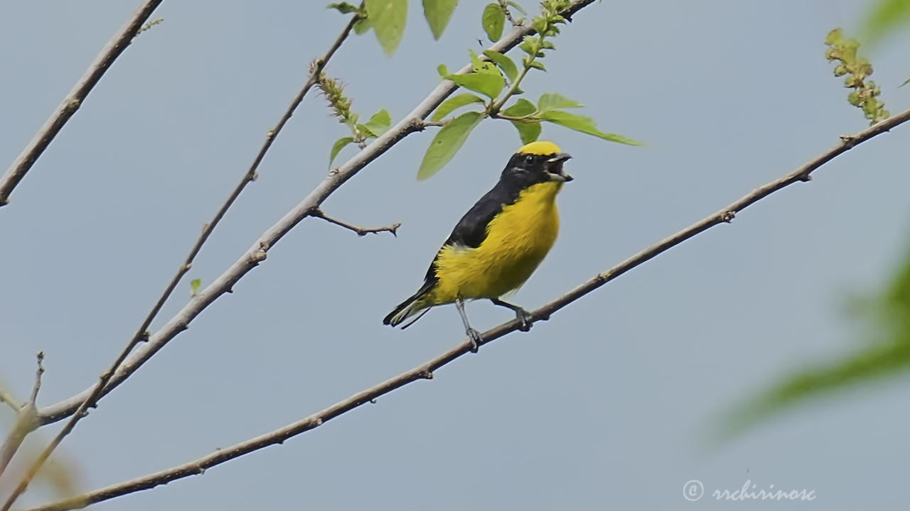 Thick-billed euphonia