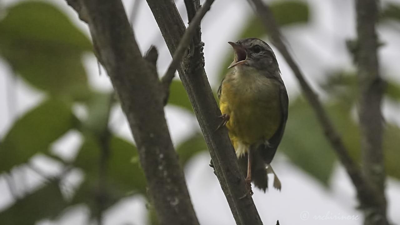 Three-banded warbler