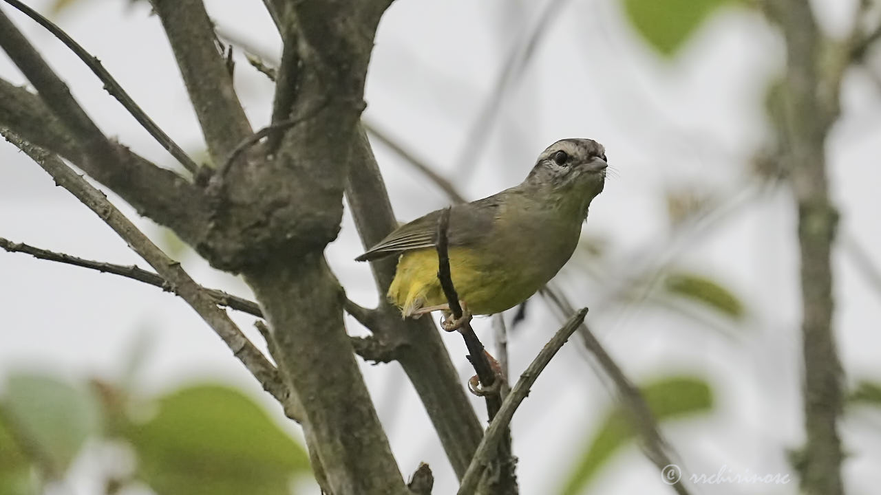Three-banded warbler