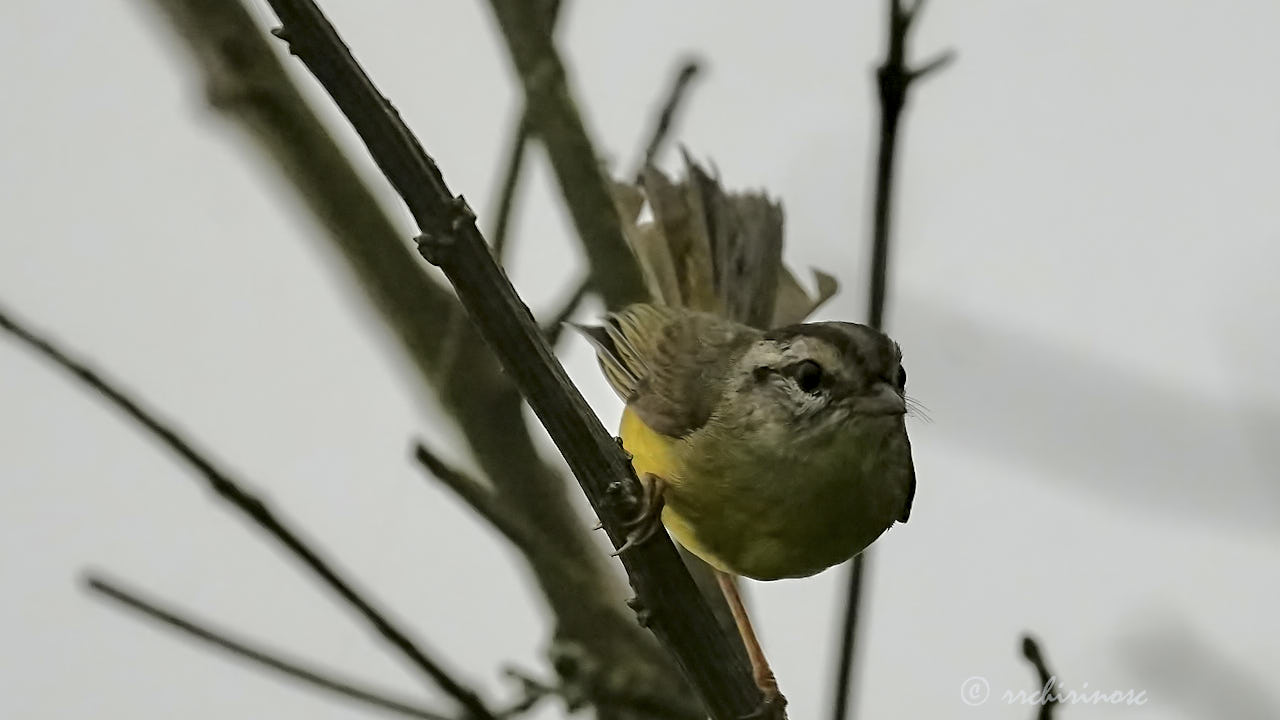 Three-banded warbler