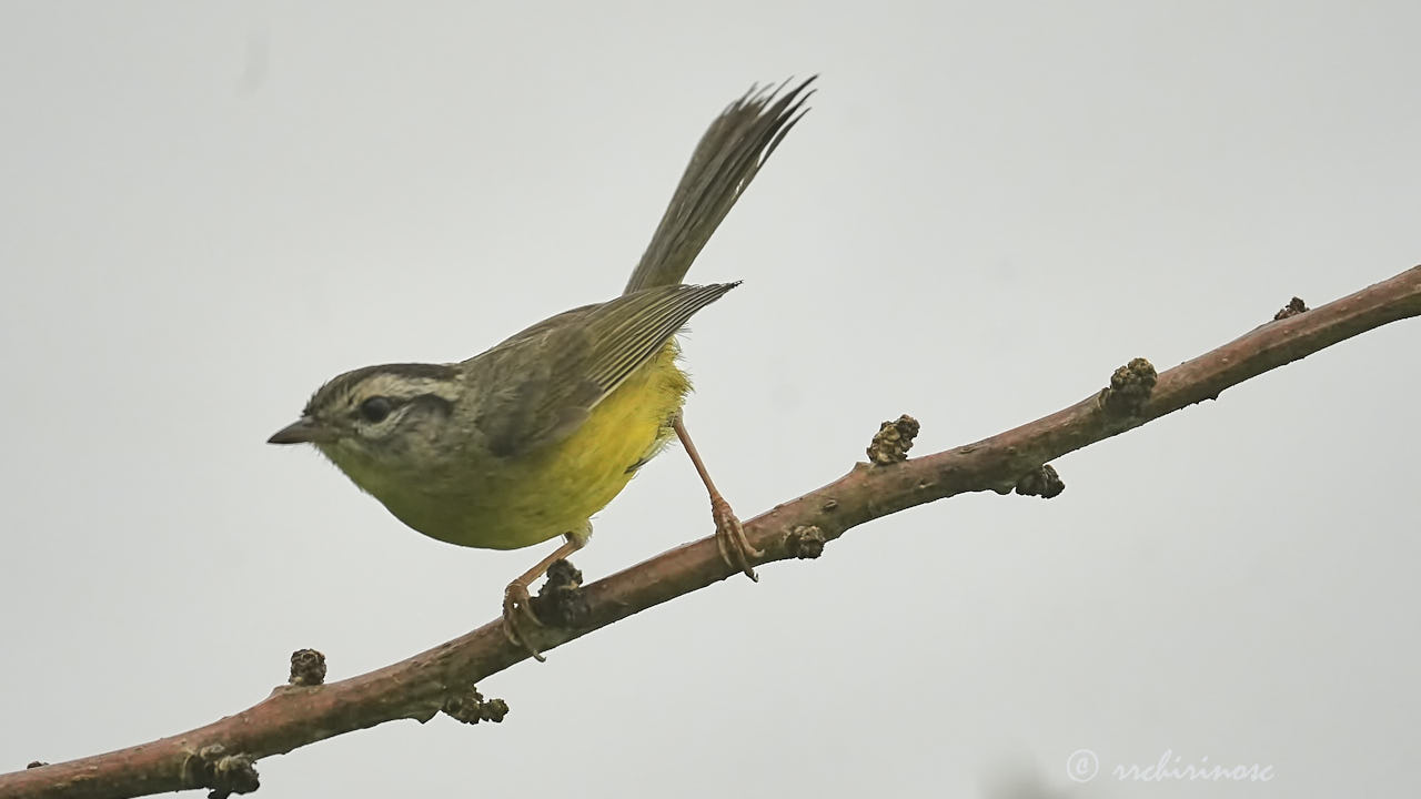 Three-banded warbler